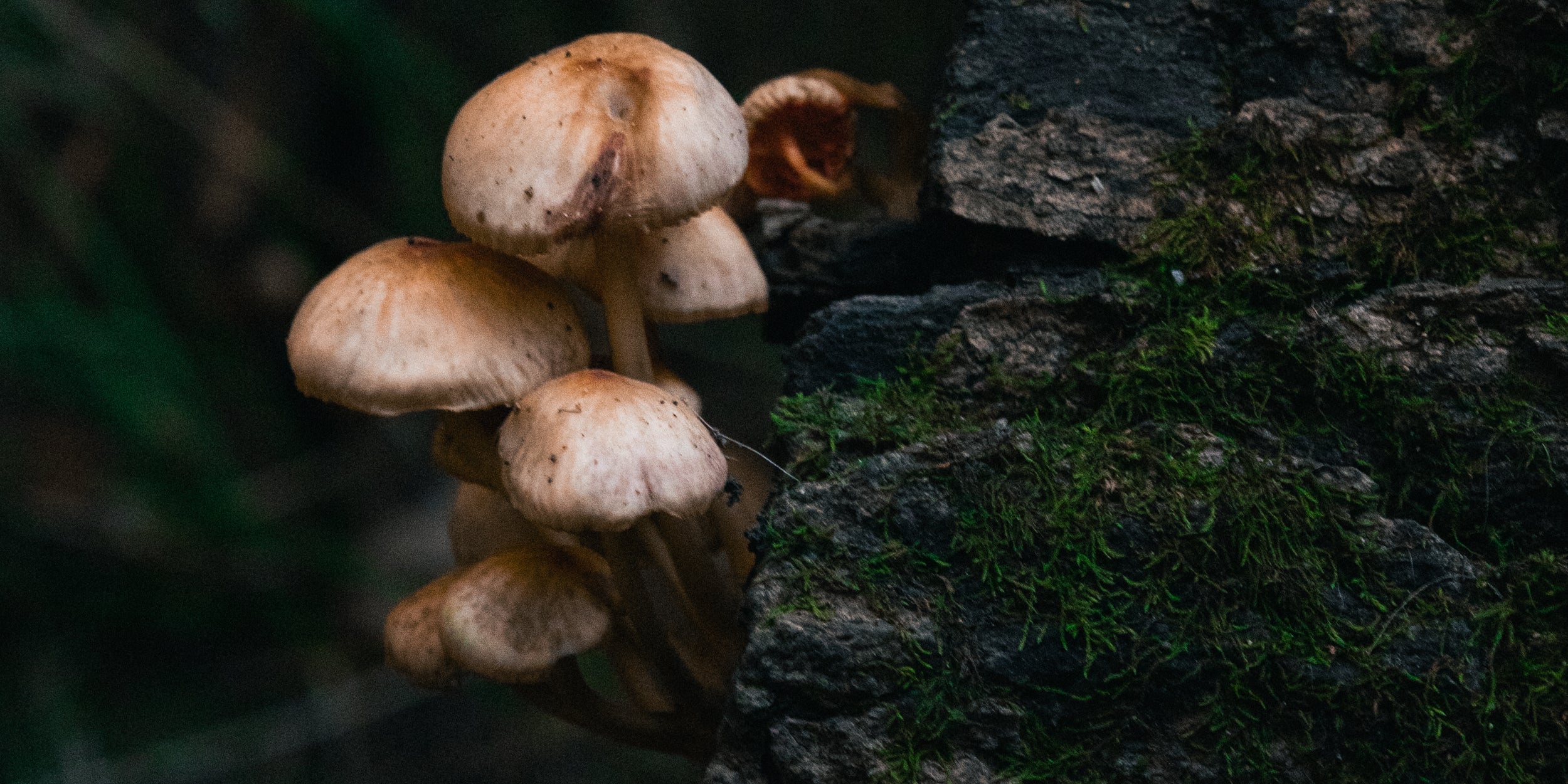 Fairy Temporality: Balancing Awe & Admin as an Artist