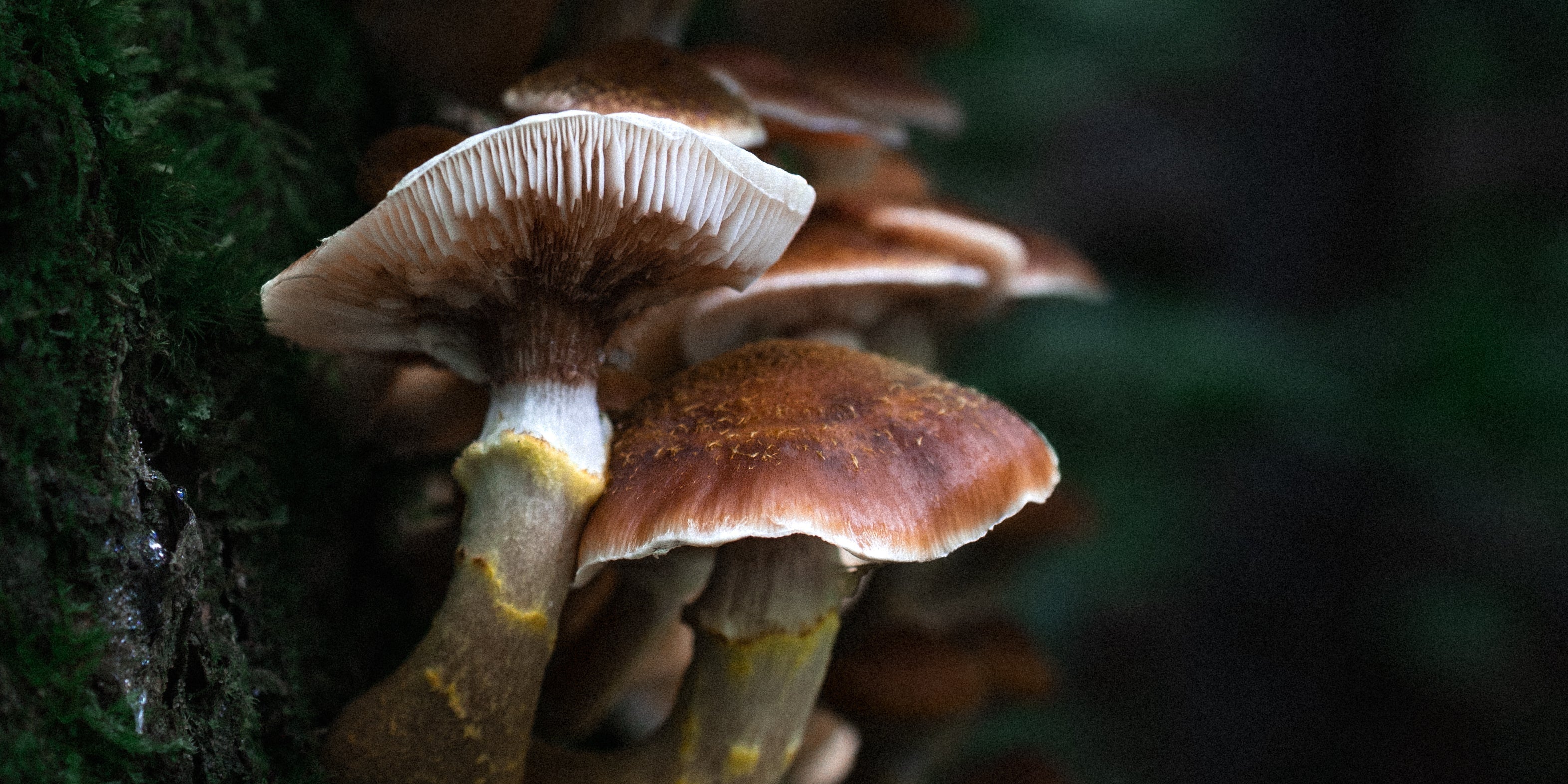 Mycelial Muses: Attention, Allure & the Forest Floor